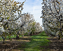 Orchard Blossom 85